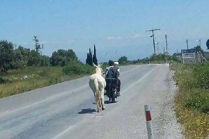 Motosiklete bağladıkları ata karayolunda eziyet ettiler