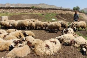 15 g&uuml;nde 250 koyun telef oldu