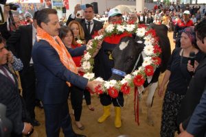 İnek yarışmasının şampiyonu 'Hadise' oldu!