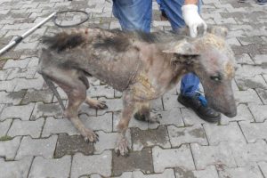'Yaşamaz' denilen o k&ouml;peği g&ouml;ren tanıyamıyor