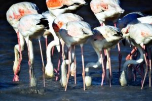 Flamingolar Bodrum'u sevdi