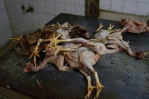 Ka&ccedil;ak tavuk operasyonunda şoke eden g&ouml;r&uuml;nt&uuml;