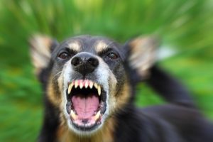 K&ouml;peklerin saldırısına uğrayan 5 yaşındaki &ccedil;ocuk &ouml;ld&uuml;