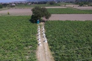 500 bin kişinin gittiği festivalde 2 milyon tane satıldı