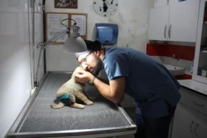 Aracıyla ezdiği yavru sokak k&ouml;peğini sahiplendi