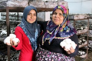 Gelin-kaynana kafa kafaya verip evin bodrumunda mantar yetiştirdiler