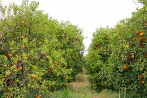 D&uuml;nyaca &uuml;nl&uuml; Finike Portakalı dalında kaldı