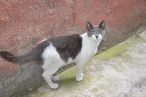 Yetenekli kedi: Mırmır