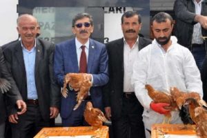 Sivas'ta &ccedil;ift&ccedil;ilere 10 bin tavuk dağıtıldı