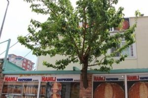 Ağacı kesmeye kıyamayınca ortaya bu g&ouml;r&uuml;nt&uuml; &ccedil;ıktı