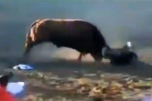 Boğanın elinden dakikalarca kimse alamadı
