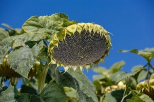 MAY Tohum'dan ay&ccedil;i&ccedil;eği Ar-Ge merkezi