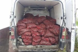 Edirne'de 3 ton midye ele ge&ccedil;irildi
