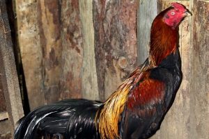 D&ouml;v&uuml;ş horozlarına &ouml;zel bakım