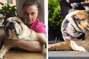 K&ouml;pek ''Hector''un Instagram'da 720 bin takip&ccedil;isi var