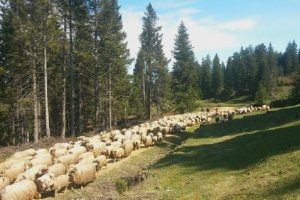 Doğu Karadeniz'de yaylalara g&ouml;&ccedil; başladı