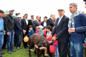 Bing&ouml;l'de 'en iyi ko&ccedil; ve kuzu' yarışması