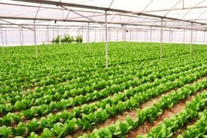 Rusya T&uuml;rkiye'den marul ithalatını durduracak