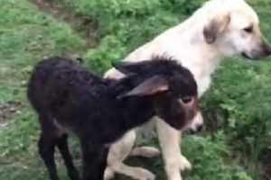 Kangal k&ouml;peği sıpaya annelik yaptı