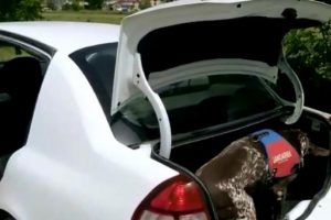 'R&uuml;zgar', zuladaki bonzai poşetini b&ouml;yle buldu