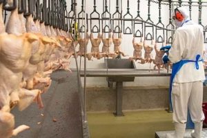 ABD'li tavuk iş&ccedil;ileri altlarına bez bağlıyor