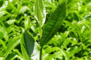 Bakan yaş &ccedil;ay fiyatını a&ccedil;ıkladı: 1.90 kuruş