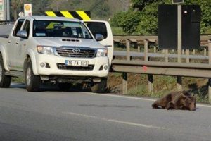 Bursa  Gemlik'te bulunan yavru ayı tedavi altına alındı