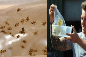 Korkun&ccedil;! Muzun i&ccedil;inden &ccedil;ıkan &ouml;l&uuml;mc&uuml;l &ouml;r&uuml;mcekler...