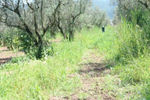 Bursa'da zeytinlikte kenevir yetiştirmişler!