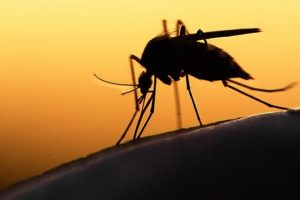 Avrupa'ya Zika vir&uuml;s&uuml; uyarısı