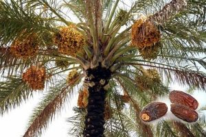 Ramazan geldi hurma vergisi sıfıra d&uuml;şt&uuml;