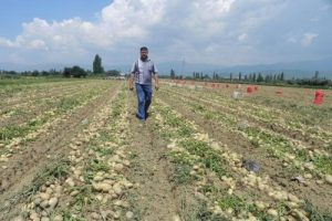 Patates &uuml;reticisinden fiyatlara m&uuml;dahale istemi