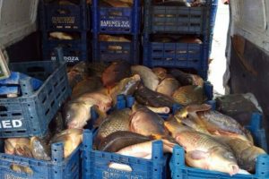 Elazığ'da 2 ton ka&ccedil;ak sazan ele ge&ccedil;irildi