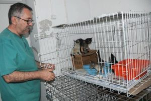 Lağım &ccedil;ukuruna atılan 5 yavru kediyi &ouml;ğretmenler kurtardı