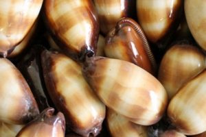 Kanser tedavisi i&ccedil;in deniz salyangozu!