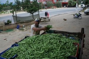 Bursa'da taze fasulyenin hasadı başladı