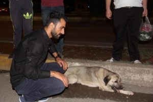 Otomoblin &ccedil;arptığı k&ouml;pek i&ccedil;in ambulans &ccedil;ağırdılar