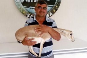 Şanlıurfalı &ccedil;ift&ccedil;i &ccedil;alınan yavru ceylanına kavuştu