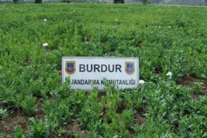 Burdur'da 500 bin k&ouml;k ka&ccedil;ak haşhaş bitkisi ele ge&ccedil;irildi