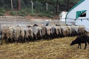 Bursa'da Ukrayna'dan ithal edilen koyunlar et krizini &ccedil;&ouml;zecek