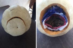 Balkabağı i&ccedil;inden 1.5 kilo esrar &ccedil;ıktı