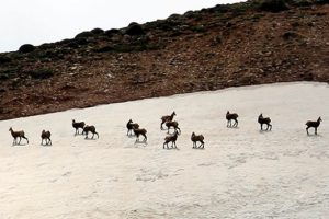 Nadir g&ouml;r&uuml;len 'şamualar' Tunceli'de fotoğraflandı
