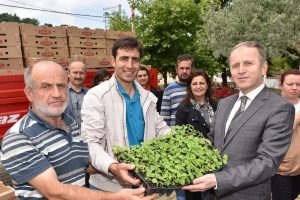 Bursa'da 'şeker otu' d&ouml;nemi başlıyor