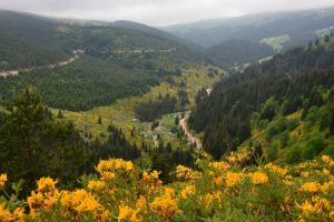 Karadeniz'in yaylaları &ccedil;i&ccedil;ek a&ccedil;tı