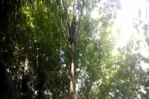 Ağa&ccedil;taki kediyi kurtarıp kendi mahsur kalan genci itfaiye kurtardı