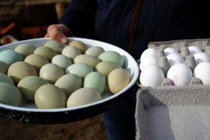 Mavi yeşil yumurta &uuml;retimi g&ouml;renleri şaşırtıyor