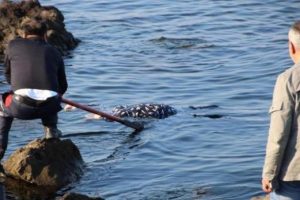 Zonguldak Ereğli'de denizde kadın cesedi bulundu