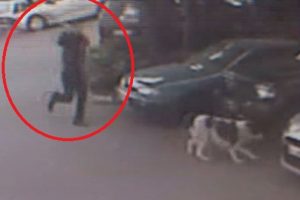 Demir sopayla k&ouml;peği b&ouml;yle d&ouml;vd&uuml;