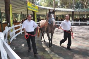 Bursa'da satıldılar! Fiyatları dudak u&ccedil;uklattı!