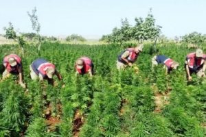 Şanlıurfa'da silah ve uyuşturucu operasyonu: 10 g&ouml;zaltı